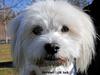 Coton de tulear Knud
