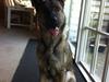 Schæferhund Abardi Luna