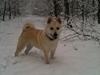 Norsk buhund Freja 