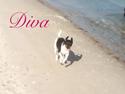 Dansk svensk gaardhund Diva * Sukkergris * { Himmelhund }