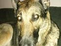 Schæferhund Bella