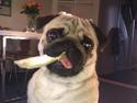 Mops Rocco