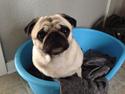 Mops Enya