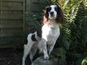 Engelsk springer spaniel balto