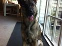 Schæferhund Abardi Luna
