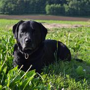 Labrador retriever Basse