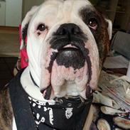 Olde english bulldogge Lillerangs Basil