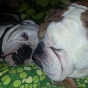 Olde english bulldogge Lillerangs Basil