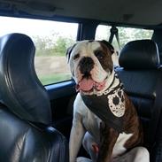 Olde english bulldogge Lillerangs Basil