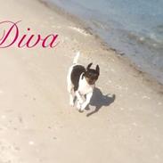 Dansk svensk gaardhund Diva * Sukkergris * { Himmelhund }