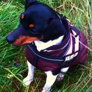 Dansk svensk gaardhund Diva * Sukkergris * { Himmelhund }