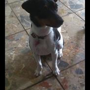 Dansk svensk gaardhund Diva * Sukkergris * { Himmelhund }