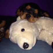 Cavalier king charles spaniel Gucci