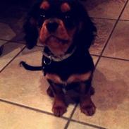 Cavalier king charles spaniel Gucci