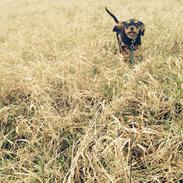 Cavalier king charles spaniel Gucci