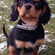 Cavalier king charles spaniel Gucci