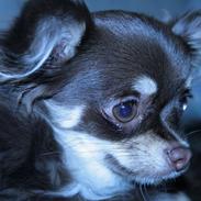 Chihuahua Choko