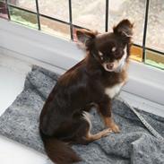 Chihuahua Choko