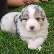 Australian shepherd Aston