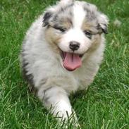 Australian shepherd Aston