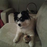 Blanding af racer Malika