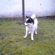 Blanding af racer Malika