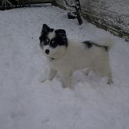 Blanding af racer Malika