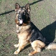Schæferhund Sille