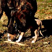 Rottweiler Blanding | Enya