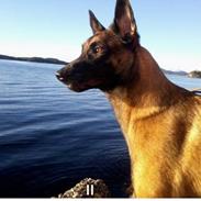 Malinois Green basilisk's Avery .... Cosha