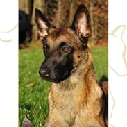 Malinois Green basilisk's Avery .... Cosha