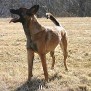 Malinois Green basilisk's Avery .... Cosha