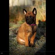 Malinois Green basilisk's Avery .... Cosha