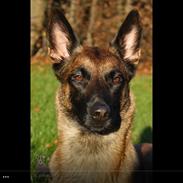 Malinois Green basilisk's Avery .... Cosha
