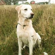 Labrador retriever Nuggi