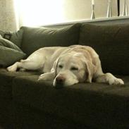 Labrador retriever Nuggi