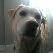 Labrador retriever Nuggi