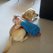 Labrador retriever Nuggi