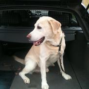 Labrador retriever Nuggi