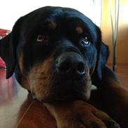 Rottweiler Molly