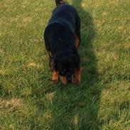 Rottweiler Molly