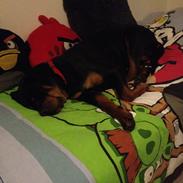 Rottweiler Molly