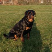 Rottweiler Molly