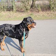 Rottweiler Winnie