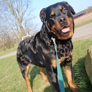Rottweiler Winnie