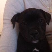 Staffordshire bull terrier Candy