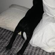 Staffordshire bull terrier Candy