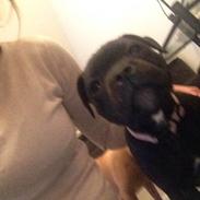 Staffordshire bull terrier Candy