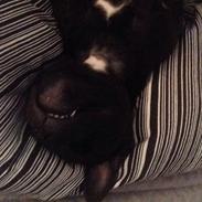 Staffordshire bull terrier Candy