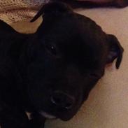 Staffordshire bull terrier Candy